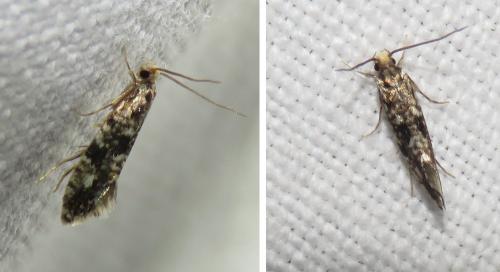 Réf. 290 135 : Nemapogon sp.